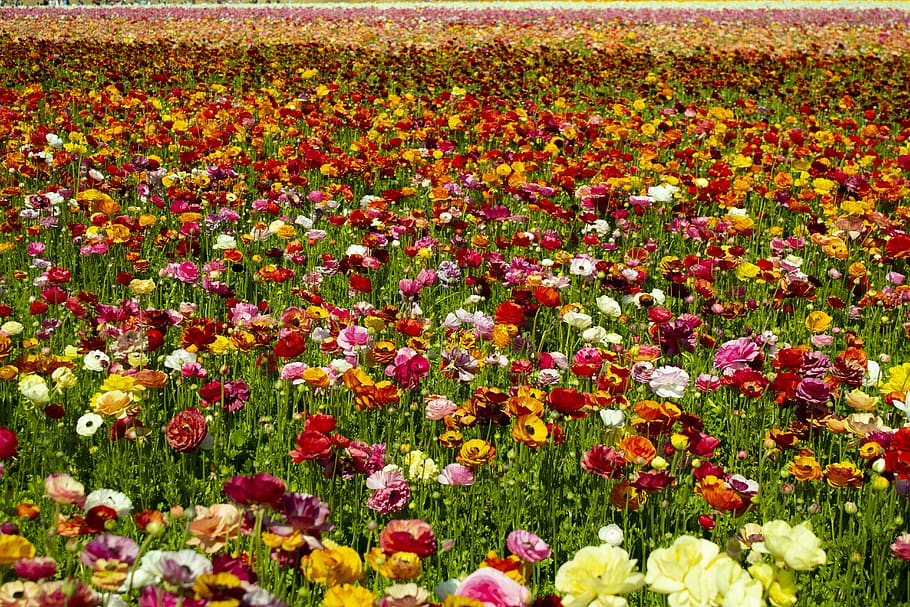 spring, california, nature, summer, landscape, flower, travel HD wallpaper