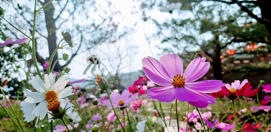 flower, geranium, plant, blossom, anemone, petal, taiwan, 844 HD wallpaper