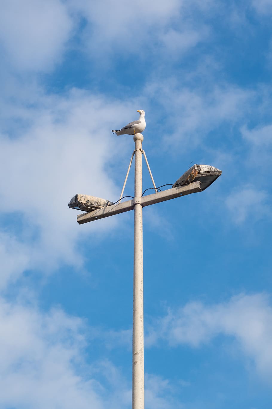 seagull, post, top, sky, blue, white, shore, harbour, wildlife HD wallpaper