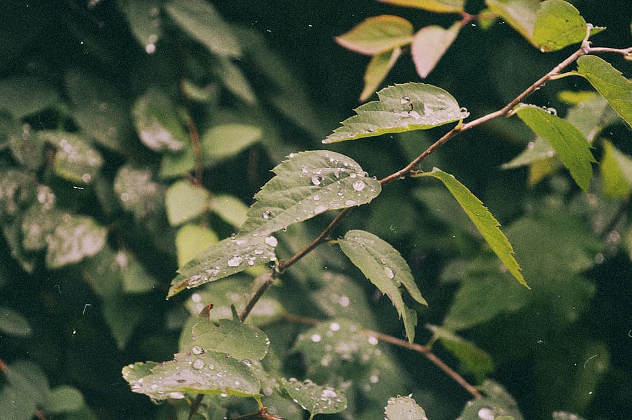 water, plant, leaf, drop, plant part, growth, beauty in nature HD wallpaper