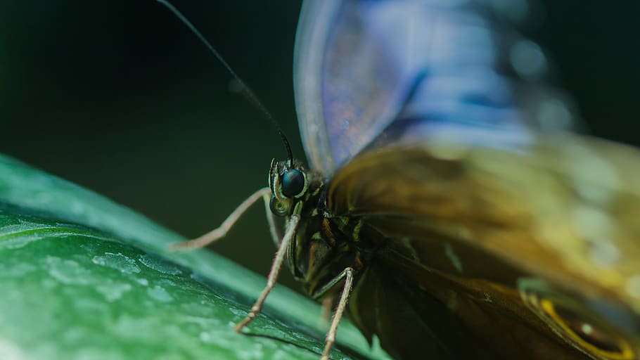 butterfly, insect, leaves, one animal, animal themes, invertebrate HD wallpaper