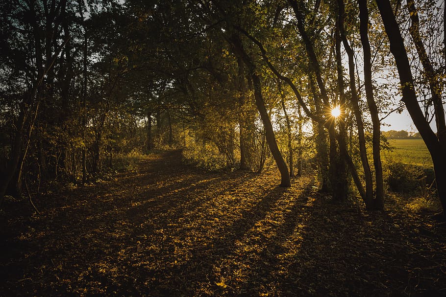 Green Leafed Trees, backlit, dawn, daylight, environment, farmland HD wallpaper