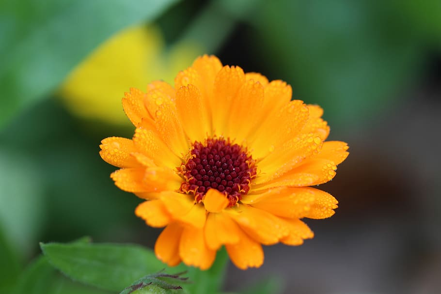 marigold, orange, calendula, raindrop, blossom, bloom, flowering plant HD wallpaper