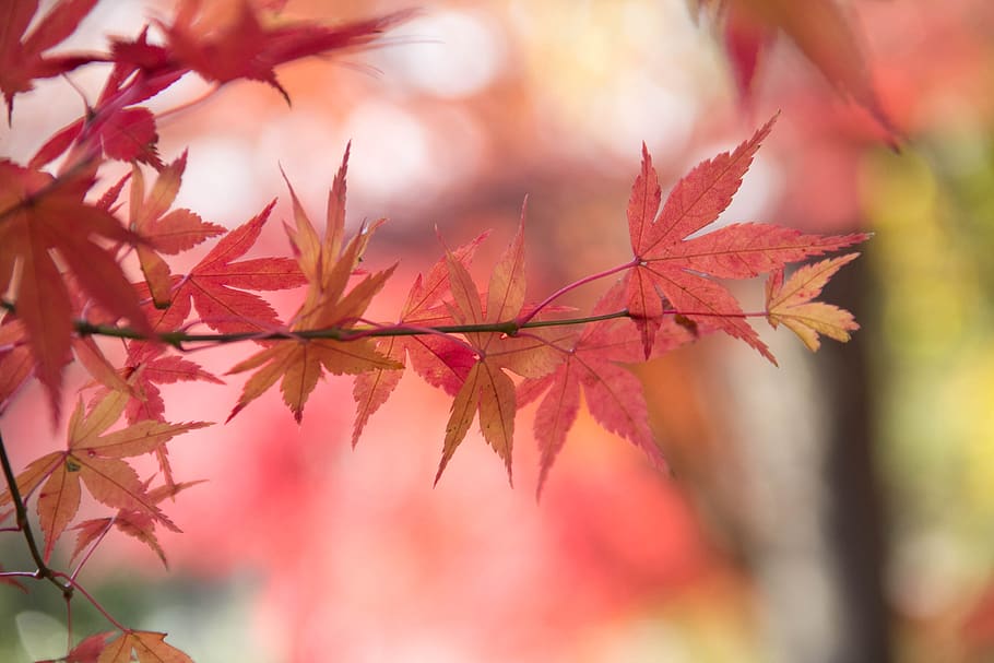 leaf, nature, fall, season, outdoors, plant part, autumn, change HD wallpaper