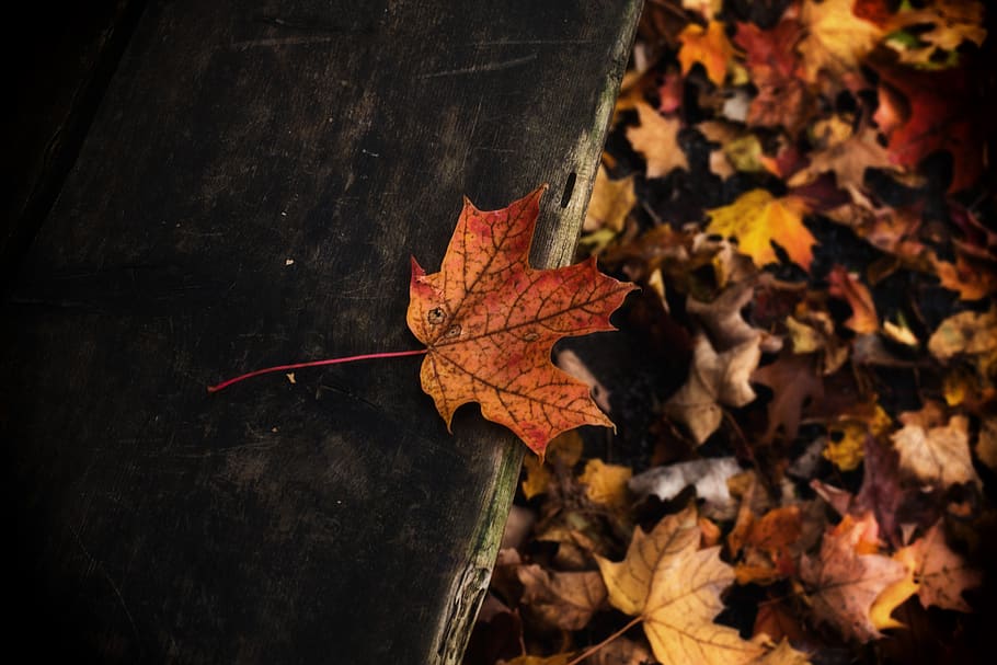 bench, leaf, fall, park, nature, october, colorful, tree, wood HD wallpaper
