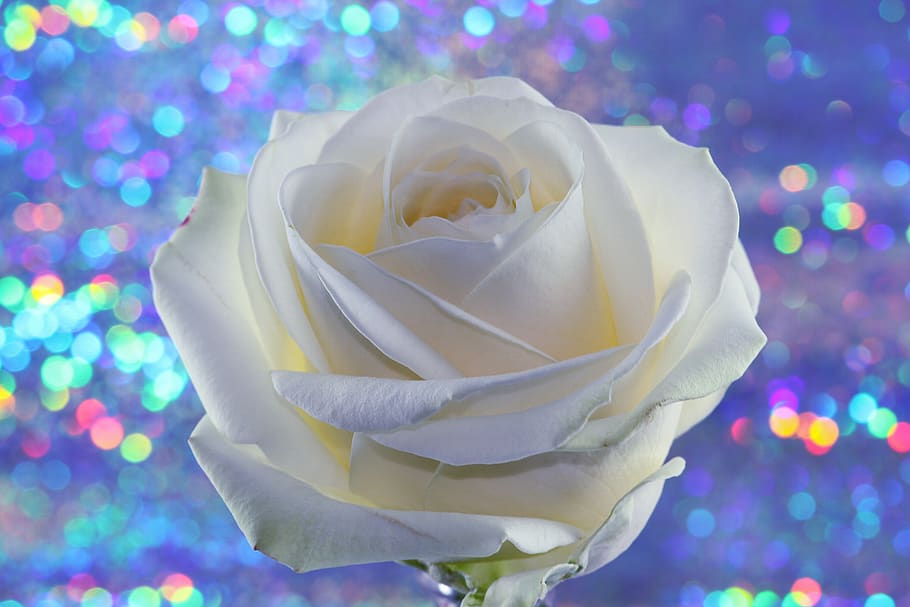 HD wallpaper: rose, white, flower, rose bloom, romantic, love, valentine's  day | Wallpaper Flare