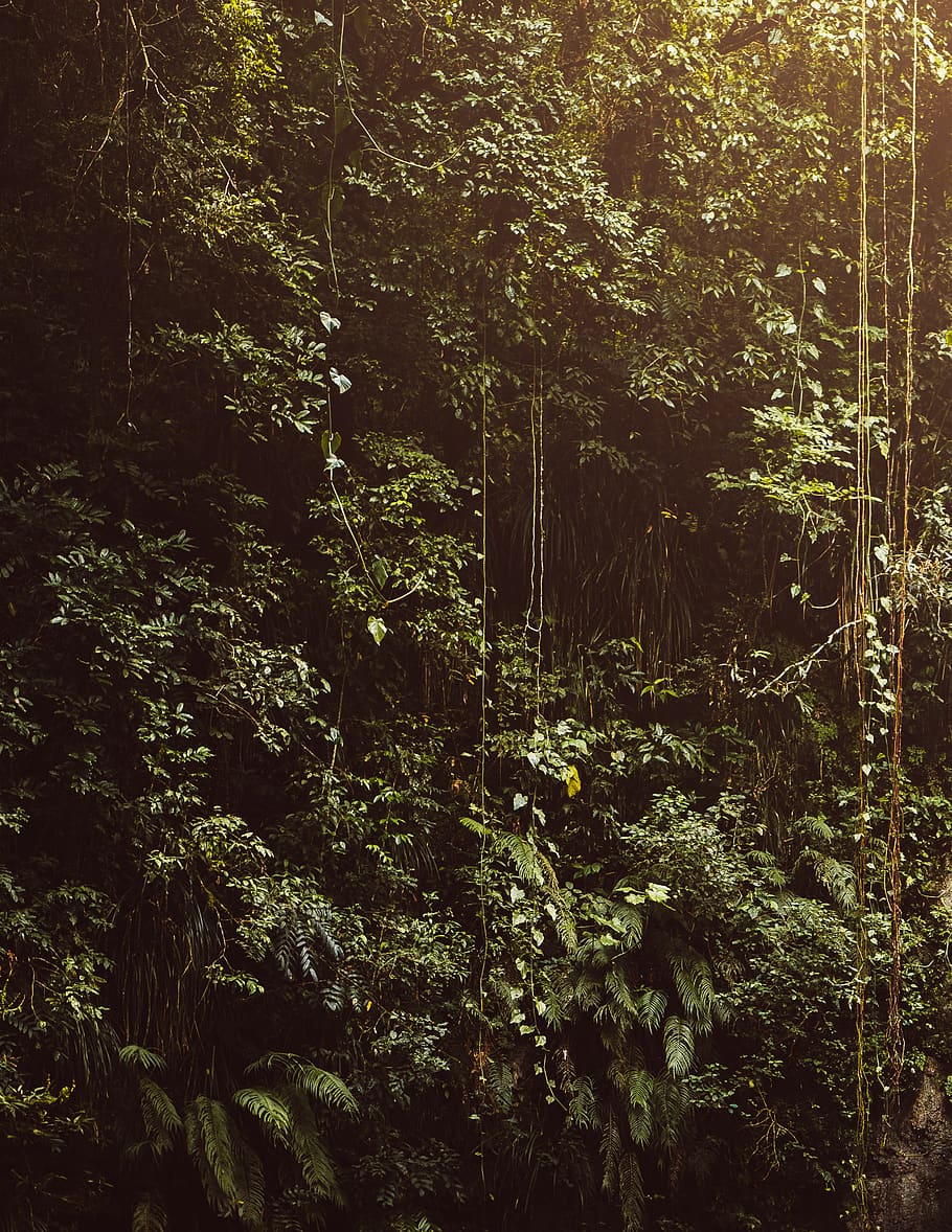 puerto rico, tree, forest, plant, land, growth, beauty in nature HD wallpaper