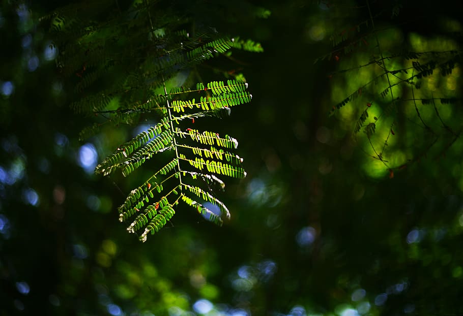 Green Tree Leaf, macro, plant, green color, growth, focus on foreground HD wallpaper