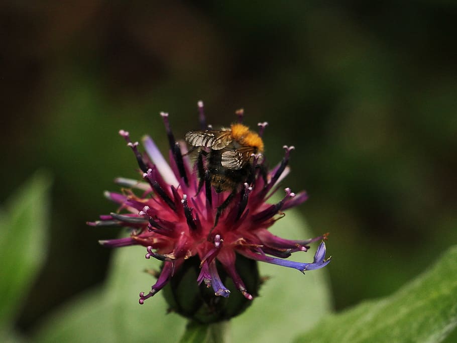 macro, bee, insect, fly, pollinating, fresh, flower, nature HD wallpaper