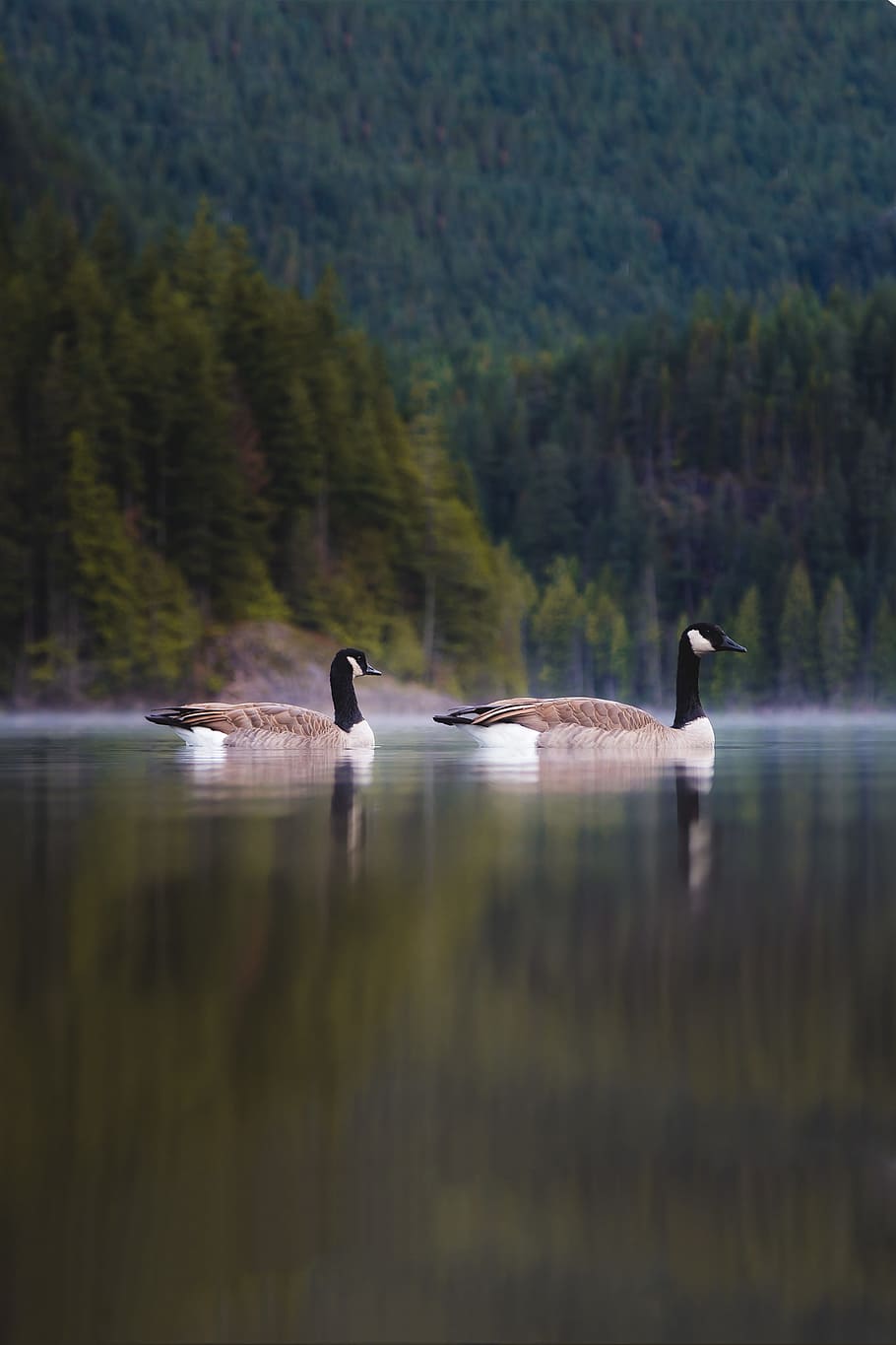 two Canada geese on body of water during daytime, goose, reflection HD wallpaper