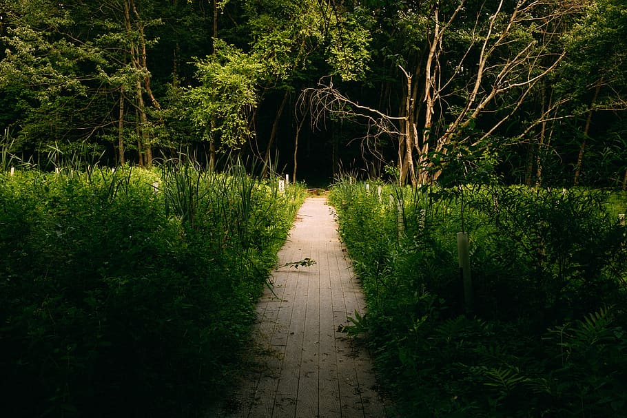 nature, grass, green, forest, path, plant, tree, growth, tranquility HD wallpaper