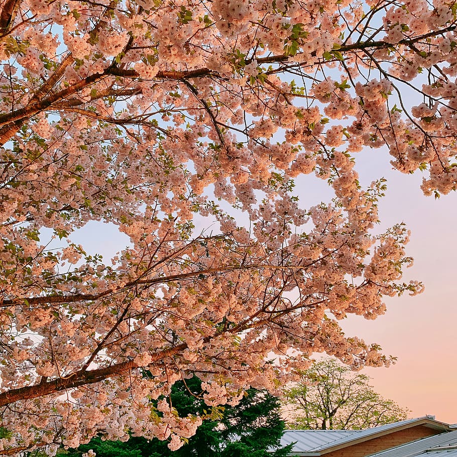 plant, flower, blossom, cherry blossom, ashikaga city, saitama prefecture