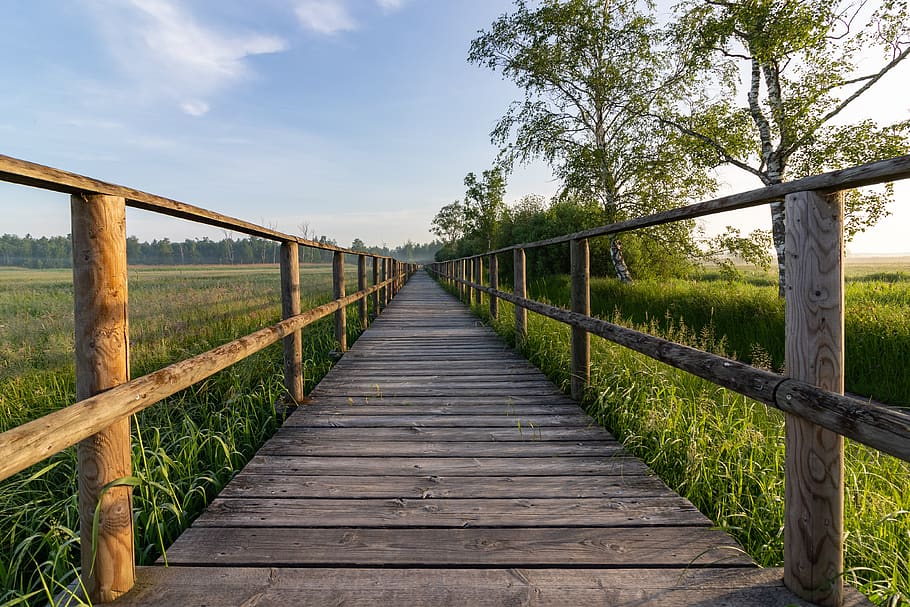 away, web, boardwalk, spring lake, moor, reed, wooden track HD wallpaper