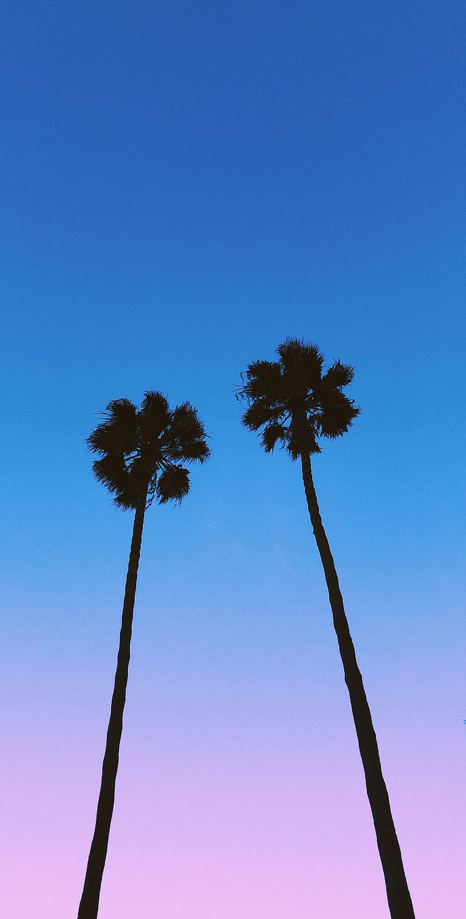 tree, plant, arecaceae, palm tree, 981 blossom hill rd, united states HD wallpaper