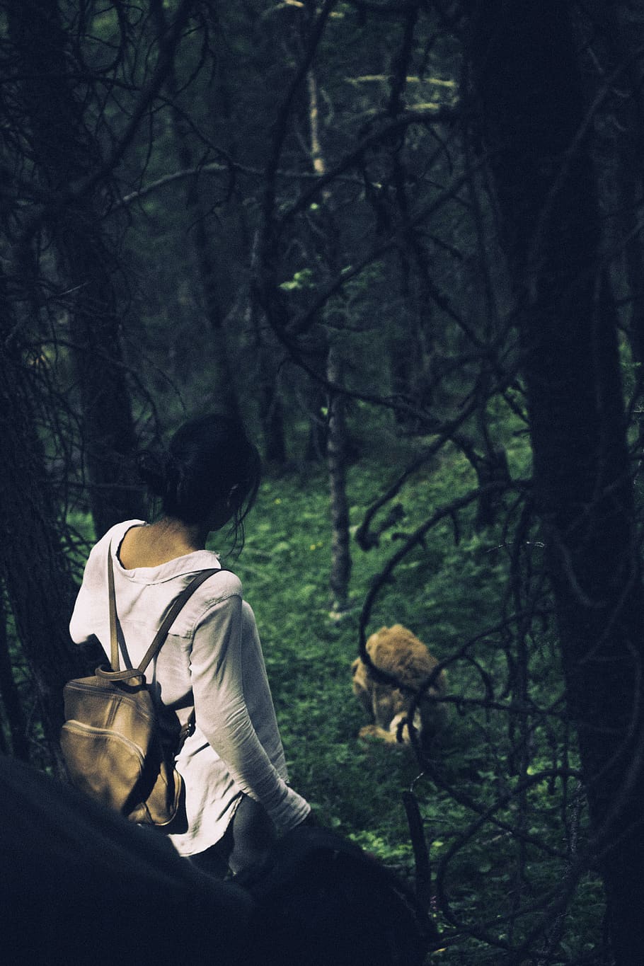 hiking, walking, fores, trees, dog, travel, camping, real people HD wallpaper