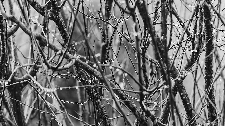 trees, rain, nature, drop, plant, branch, focus on foreground HD wallpaper