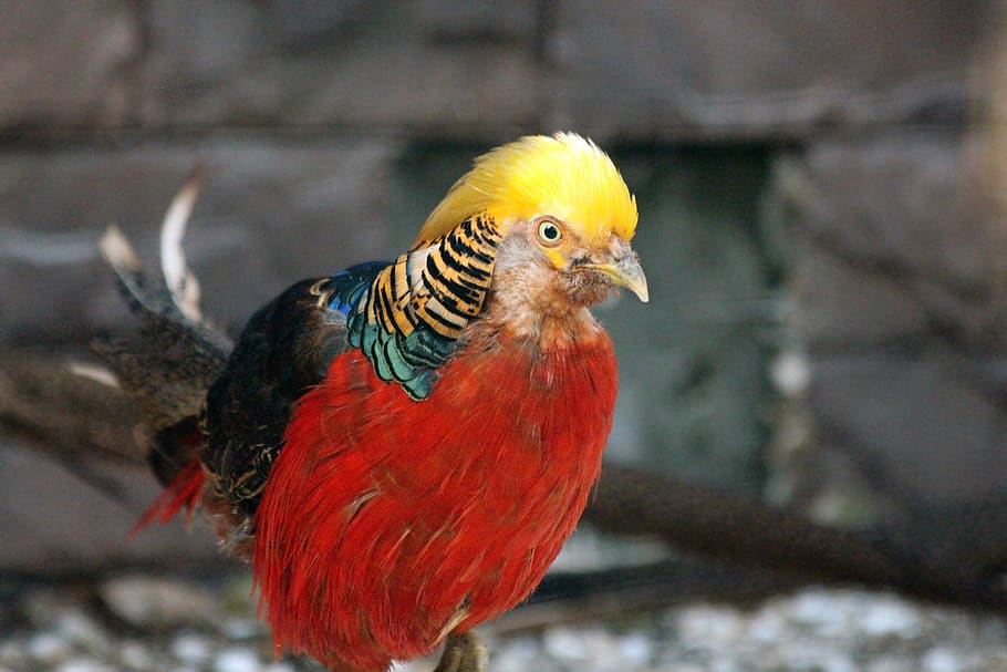 pheasant, bird, golden pheasant, chrysolophus pictus or, feathered race, HD wallpaper