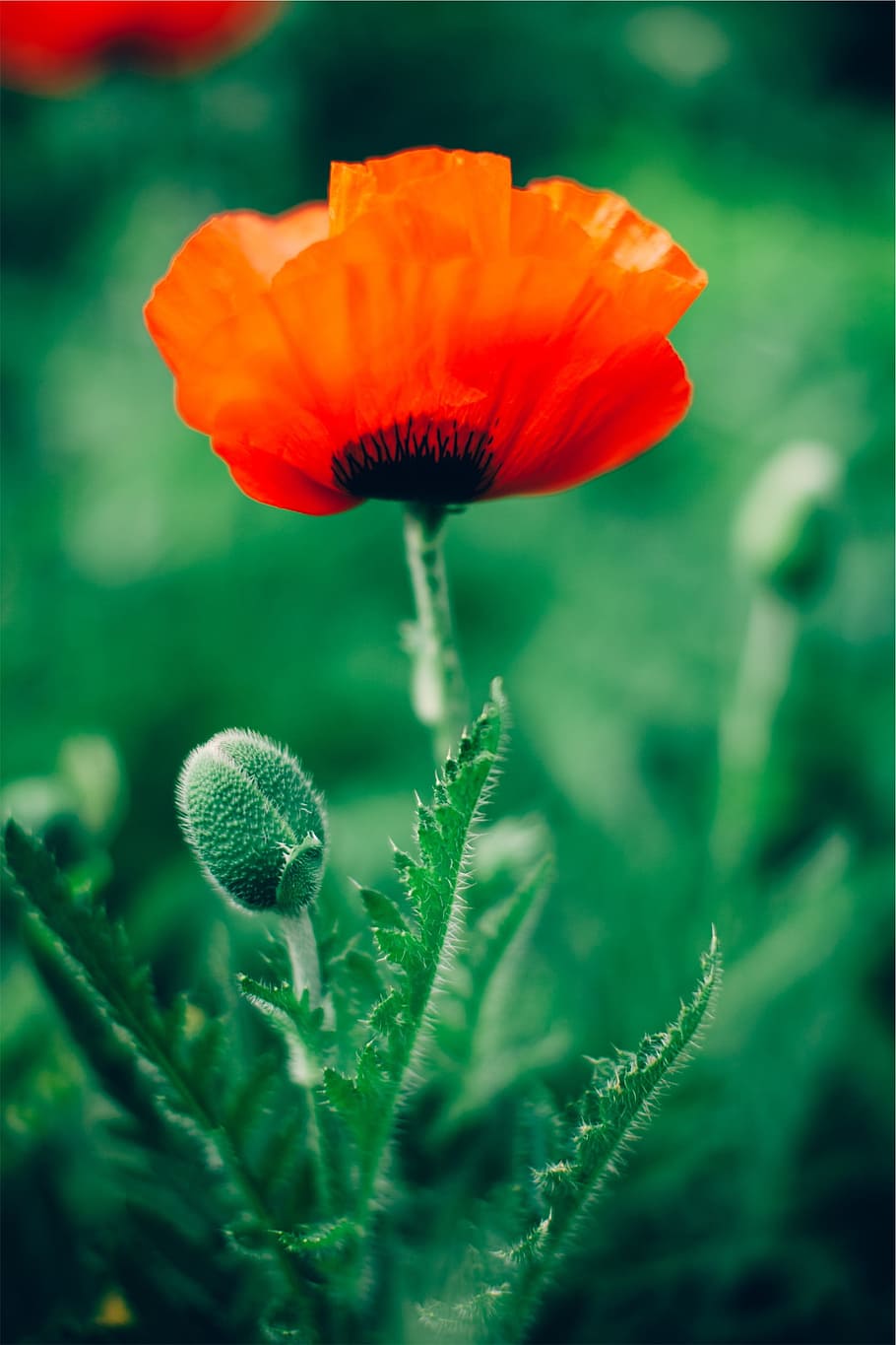 red, flower, fragility, flowering plant, freshness, vulnerability HD wallpaper