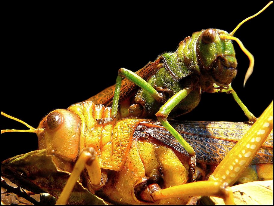 insect, grass, grasshopper, close-up, black background, animal HD wallpaper