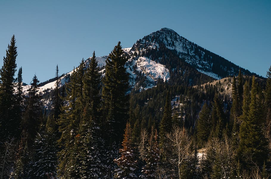 mountain, trees, forest, winter, snow, ski, skiing, landscape HD wallpaper