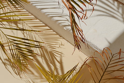 green leaves, plant, wall, shadow, leaf, interior design, decor HD wallpaper