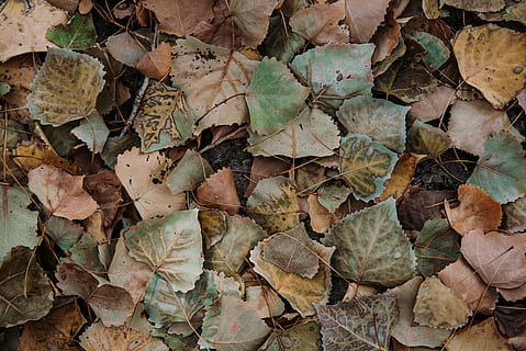 brown dried leaves, fungus, plant, flora, ivy, rubble, leaf, oak HD wallpaper