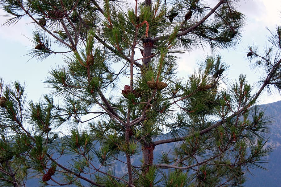 cones, tree, mountains, plant, growth, sky, no people, beauty in nature HD wallpaper