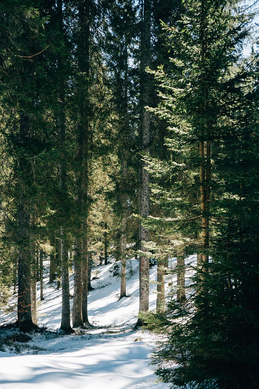 forest during daytime, tree, plant, abies, fir, conifer, pine HD wallpaper