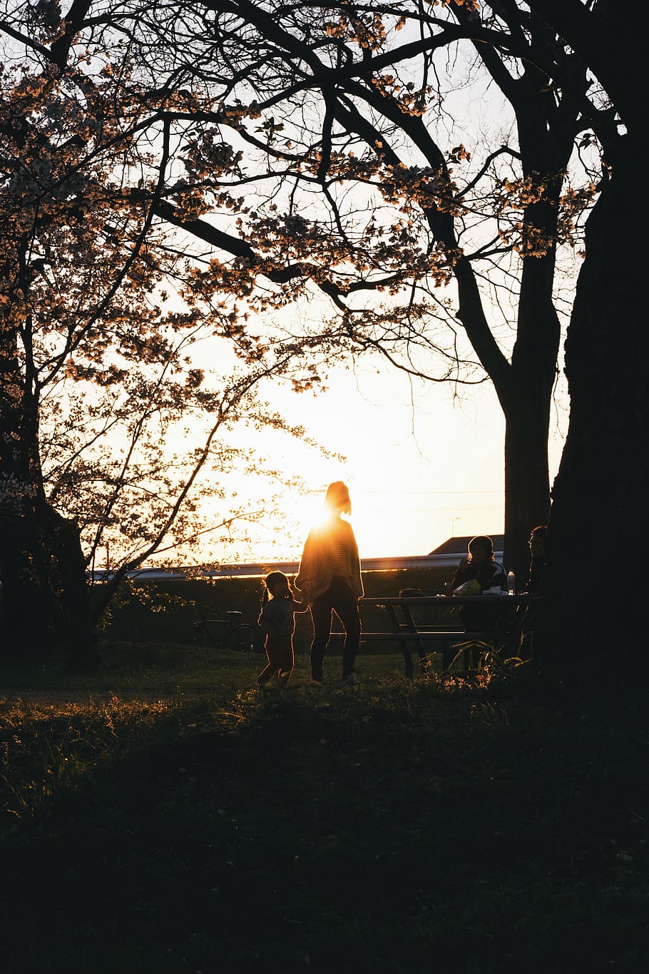 flare, light, sunlight, human, person, tree, plant, outdoors HD wallpaper