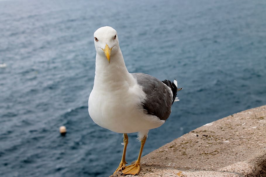 seagull, deep, water, bird, animal themes, vertebrate, animal wildlife HD wallpaper