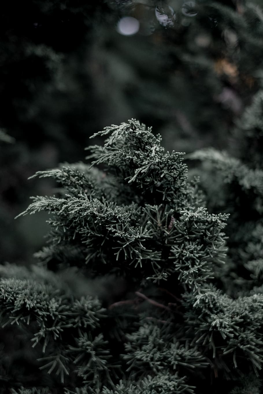 green-leafed plant, bush, vegetation, nature, outdoors, ice, tree HD wallpaper
