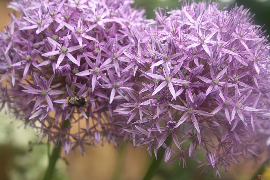 alium, spring, garden, flowers, blossoming, plant, petals, nature, HD wallpaper
