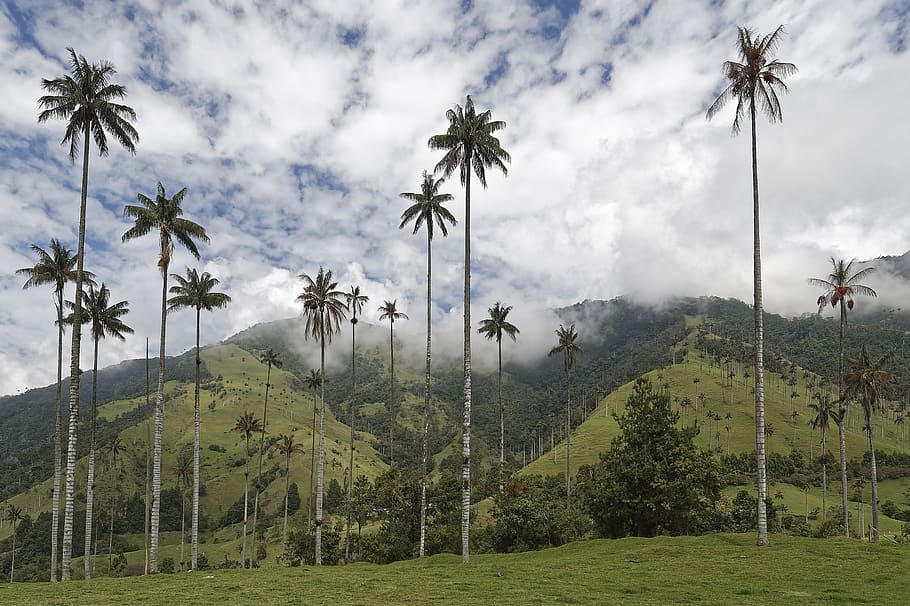 colombia, palm trees, cocora valley, wax palm trees, valle del cocora, HD wallpaper