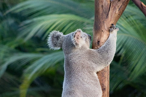 koala bear on tree trunk, wildlife, animal, mammal, united states HD wallpaper