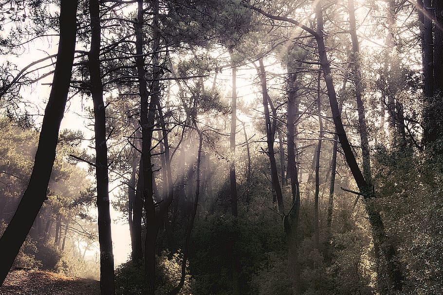 tree, forest, nature, landscape, plant, tranquility, beauty in nature HD wallpaper