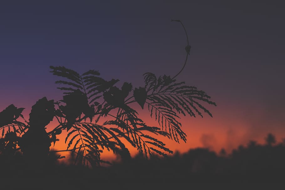 Silhouette of Plants during Dawn, background, backlit, branch HD wallpaper