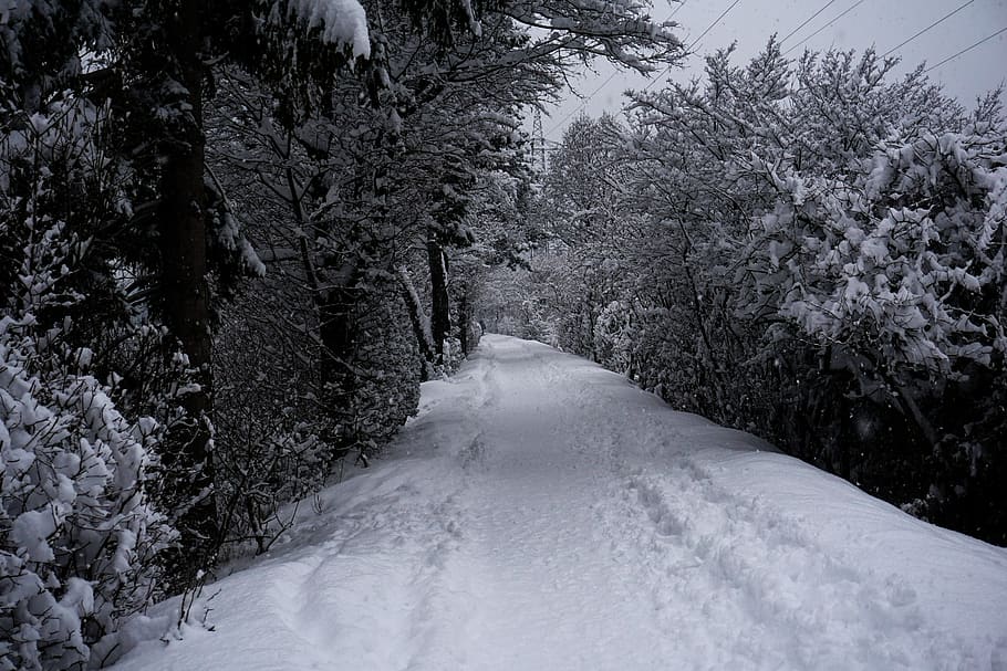 Snow, Winter, plant, tree, cold temperature, the way forward HD wallpaper