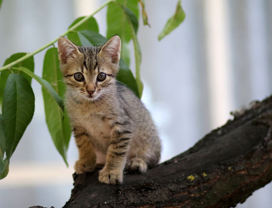 cat, small, animals, feline, animal themes, one animal, mammal HD wallpaper