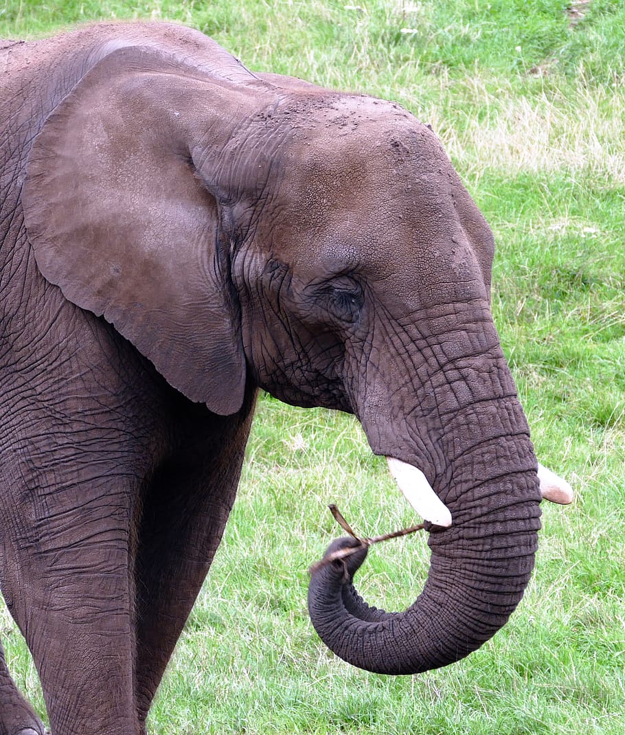 Gray Elephant Walking on Grass Field, animal, ear, endangered HD wallpaper
