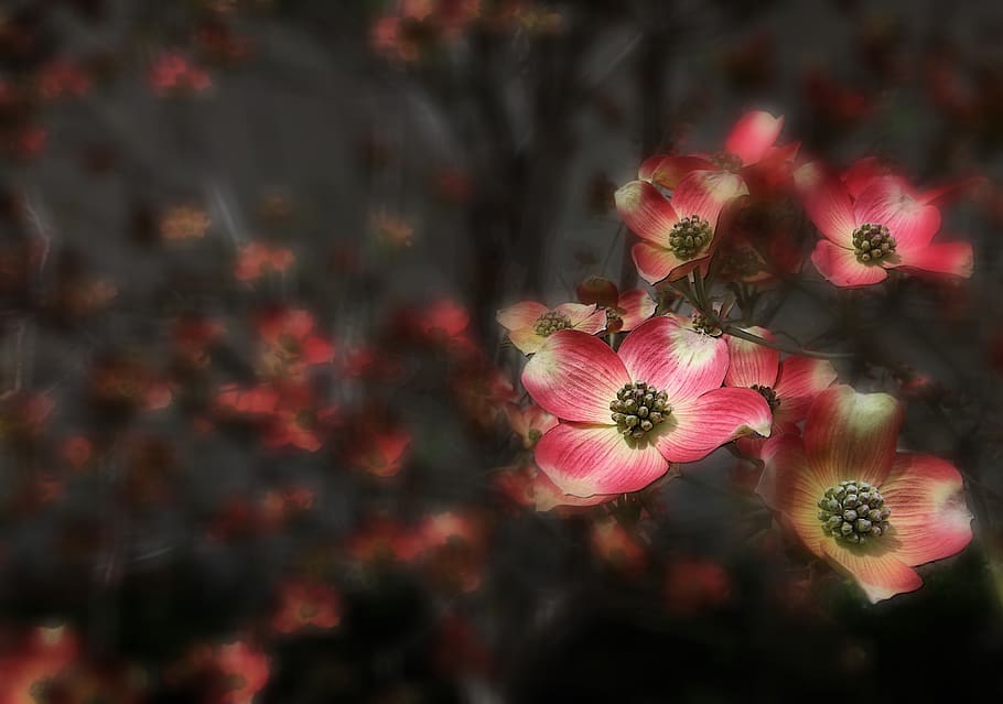 dogwood, tree, flower, spring, pink, plant, bloom, nature, blossom HD wallpaper