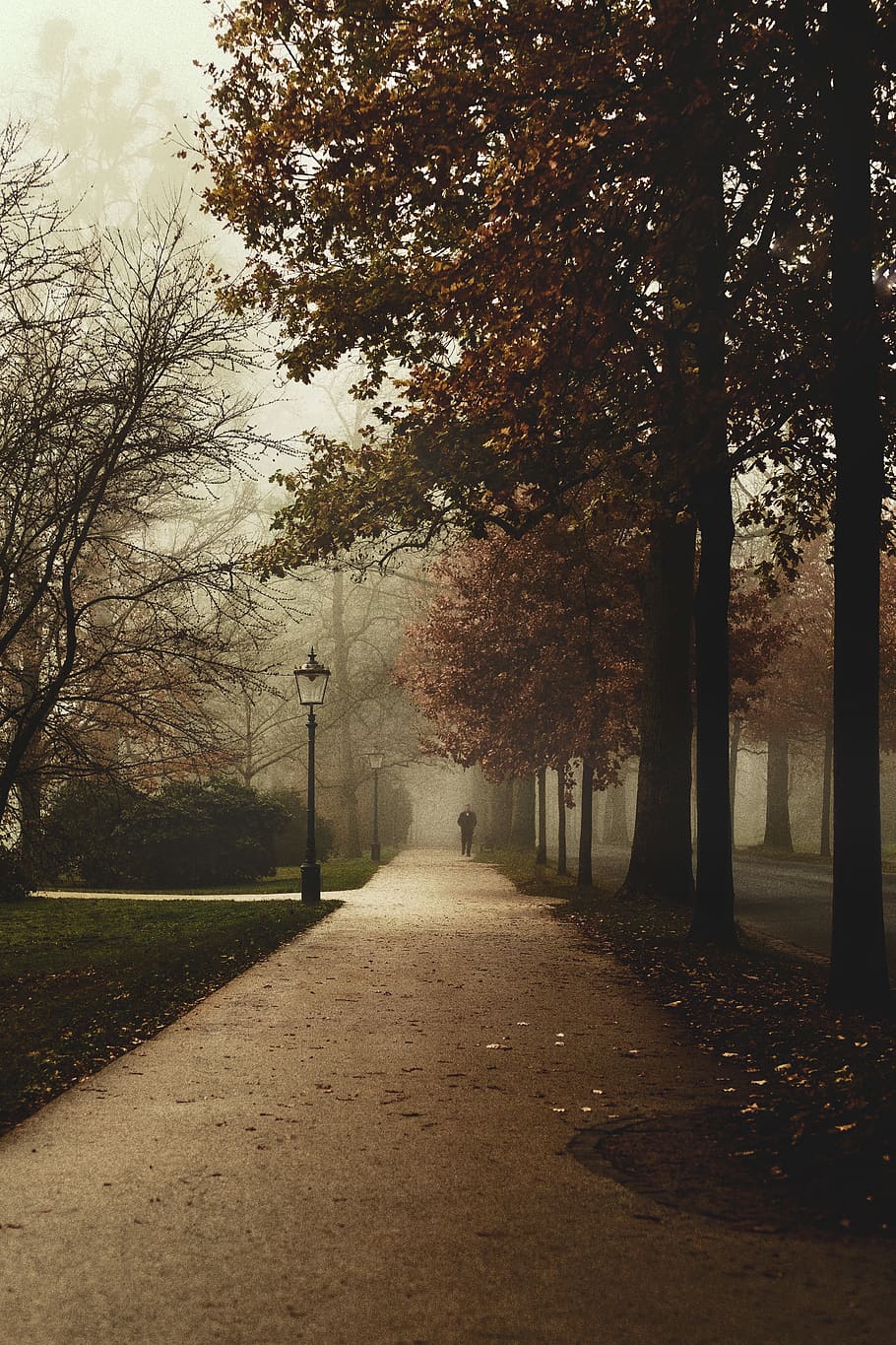 brown trees and pathway, nature, fog, weather, outdoors, park HD wallpaper