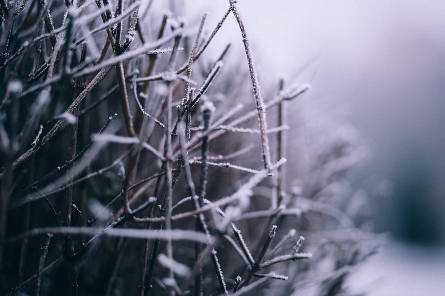 Macro Photography of Branch With Snow, blurred background, cold HD wallpaper