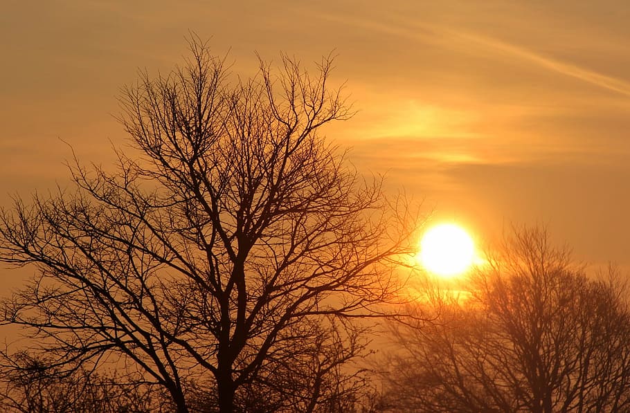 sunset, nature, eve, evening, sky, bare tree, beauty in nature HD wallpaper