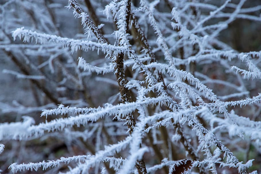 ripe, frost, branches, cold, winter, frozen, icy, nature, cold temperature HD wallpaper