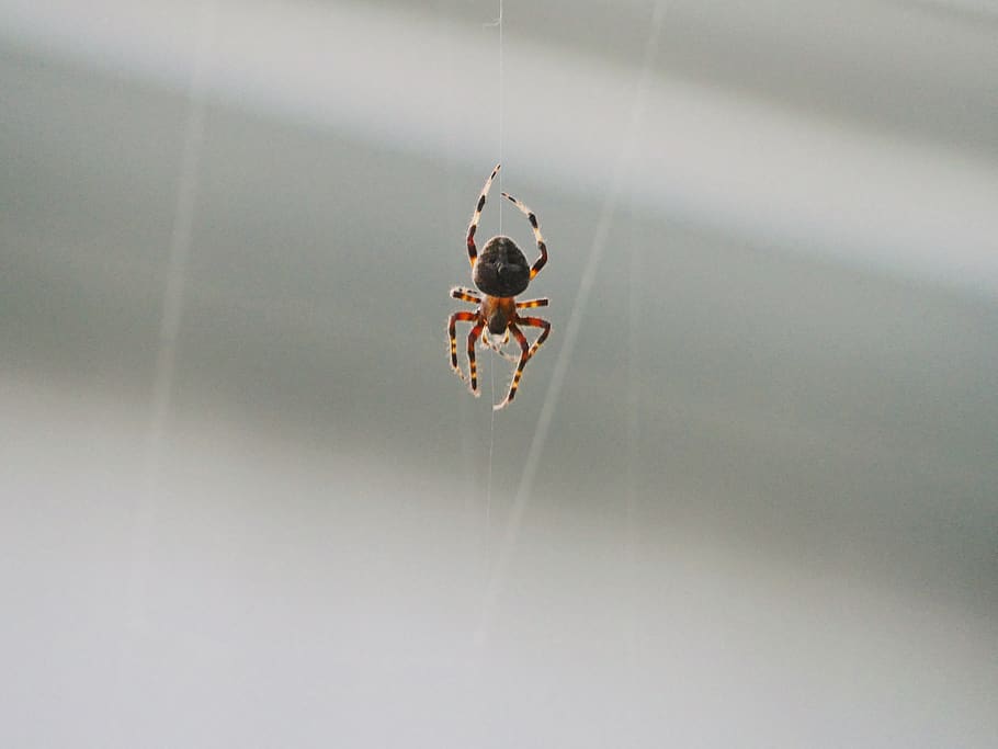 spider, animal themes, invertebrate, insect, one animal, animal wildlife HD wallpaper
