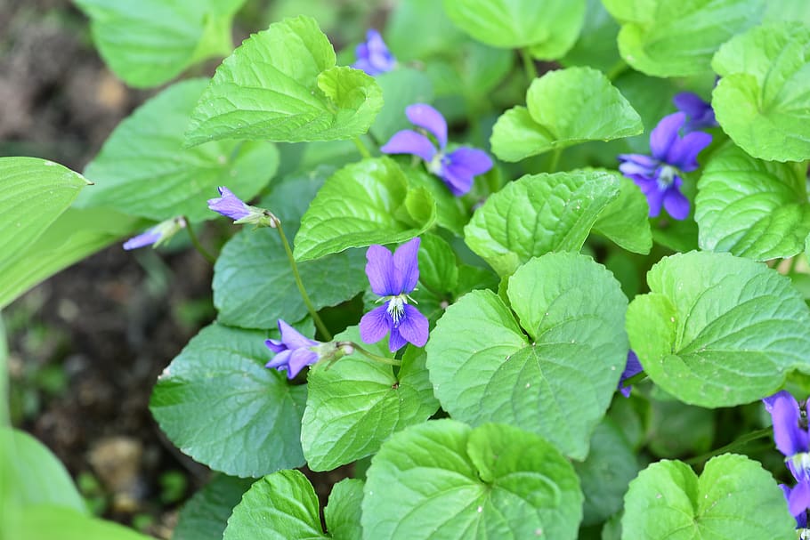 american violet, purple, garden, macro, leaf, plant part, growth, HD wallpaper