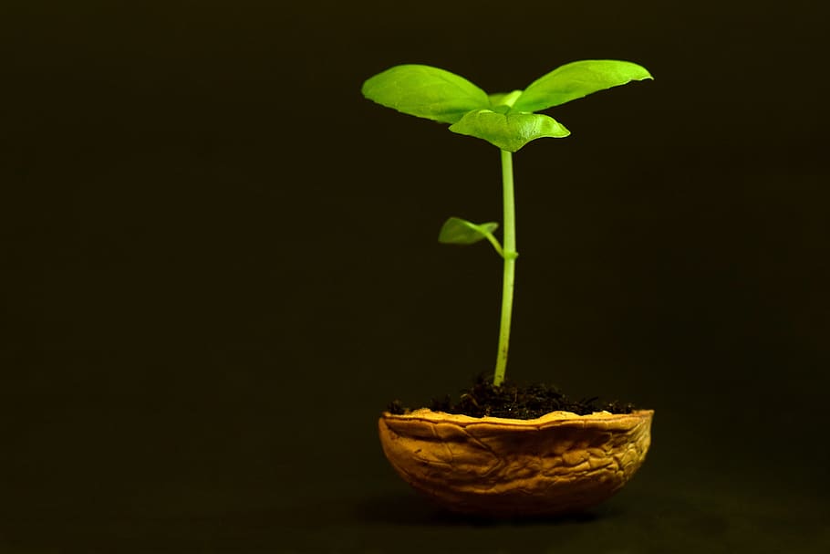plant, small, leaf, nature, growth, tender, new, fresh, walnut HD wallpaper