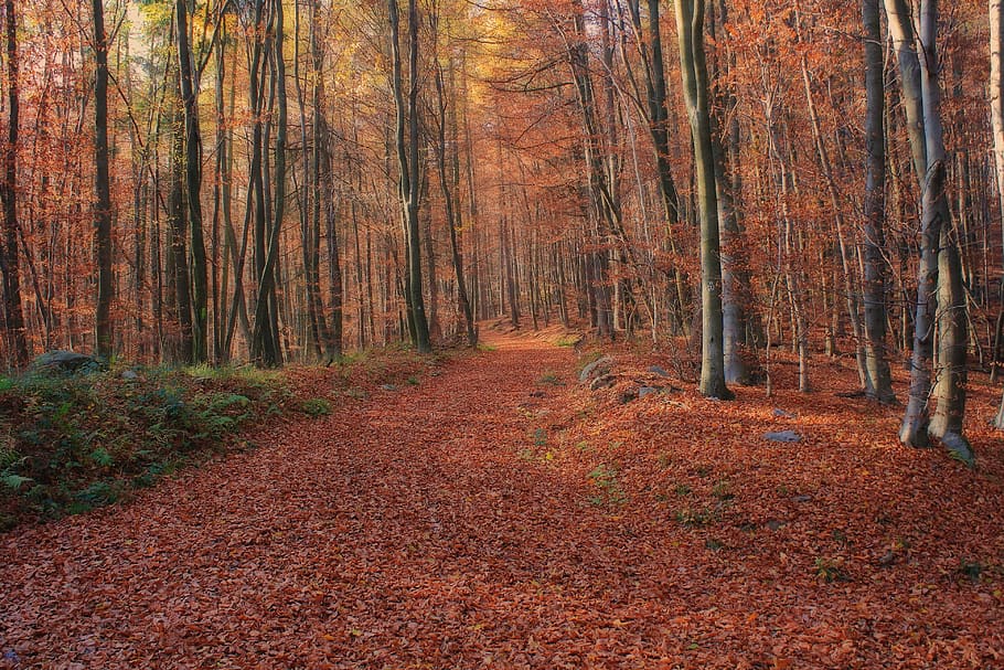 forest, nature, trees, leaves, away, autumn, land, change, trunk HD wallpaper