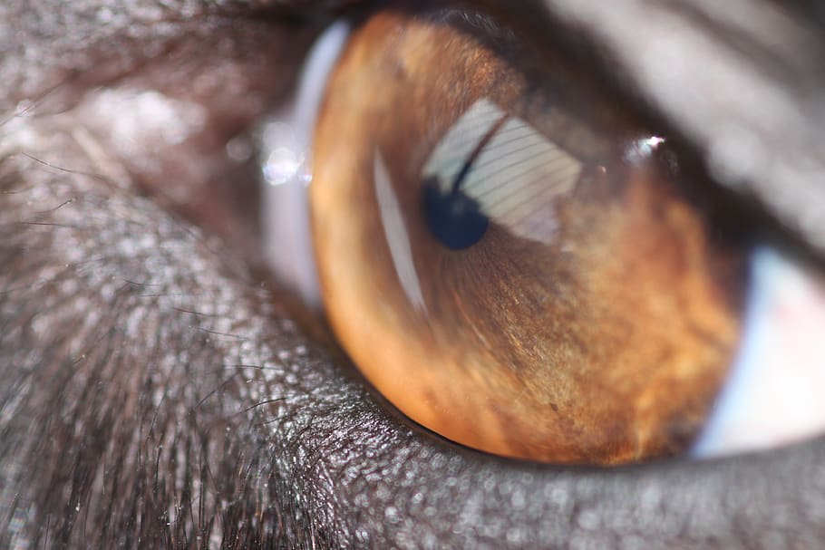 dog, eye, reflection, close-up, animal body part, sensory perception HD wallpaper