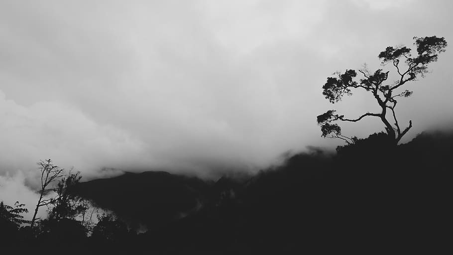 malaysia, cameron highlands, sky, tree, plant, cloud - sky HD wallpaper